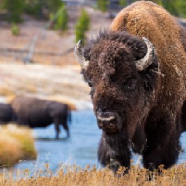 Buffalo in Yellowstone National Park